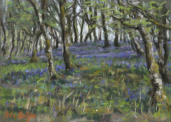 Bluebells amongst moss covered birch trees