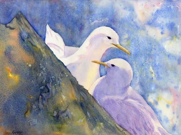 Kittiwakes, Isle of May, Watercolour