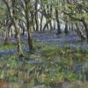 Bluebells amongst moss covered birch trees