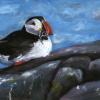 Isle Of May Puffin, Gouache