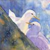 Kittiwakes, Isle of May, Watercolour