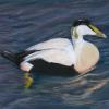 Male Eider on Water, Pastel