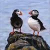 Puffin Duo, Pastel on Panel