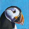 Puffin Solo