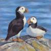Two puffins on a rock in the sun
