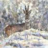 Roe stag in snowy landscape 