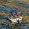 Seal with head up surrounded by the sea relfecting a golden light