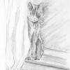 Xena, The Artist's Cat, Pencil Sketch