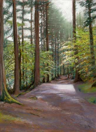 A sunlit path through pine trees