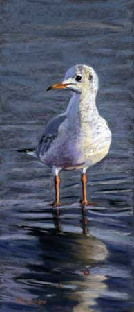 Black headed gull standing in water with the sun lighting the plumage