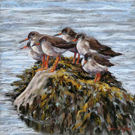 Six Redshanks stand on a seaweed covered rock surrounded by water